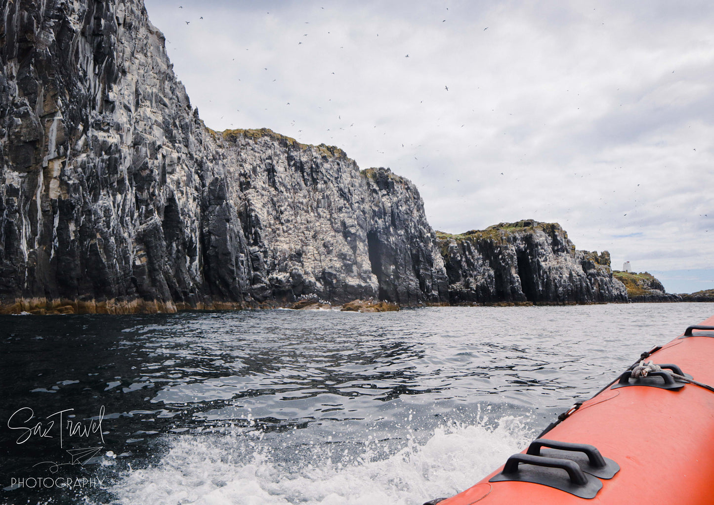 Sea Birds at Isle of May, Scotland