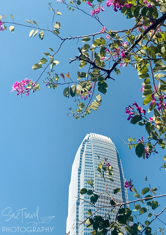 Spring Bloom, Hong Kong