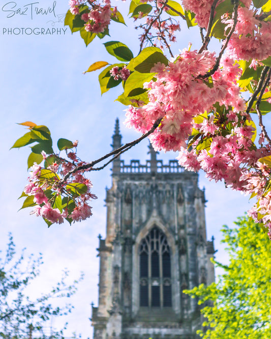 Spring Bloom at York Minster Cathedral, York, England