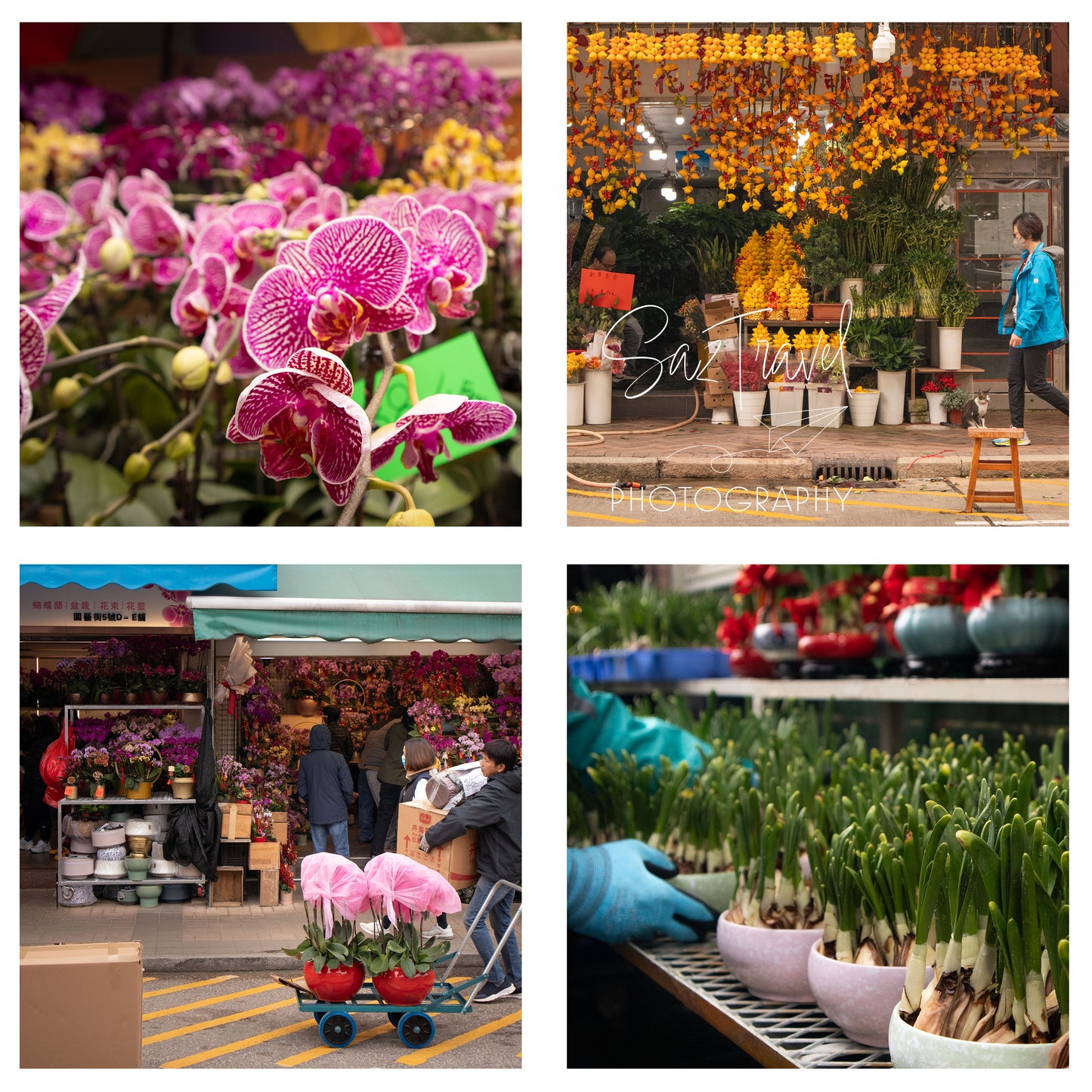 Chinese New Year Flowers at the Mongkok Flower Market