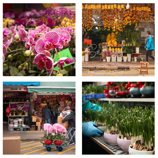 Chinese New Year Flowers at the Mongkok Flower Market